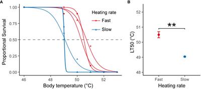 Effects of heating rate on upper thermal limit: insights from cardiac performance and transcriptomic response in mudflat snail Batillaria attramentaria